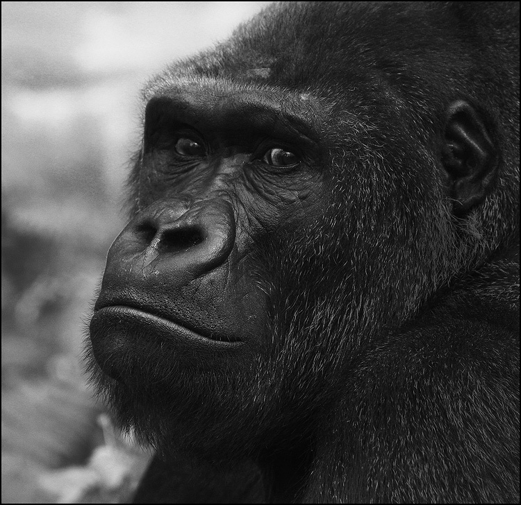 Homo Sapiens 