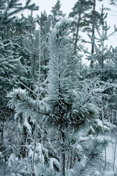 -5 зима, дерево