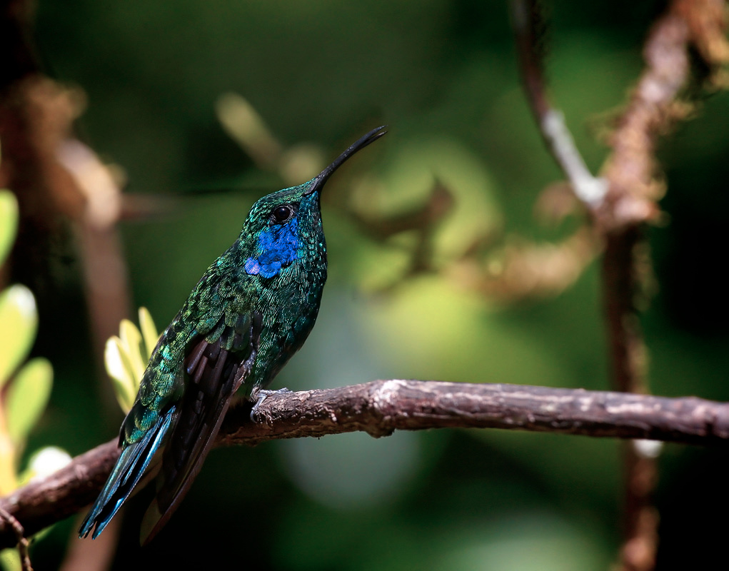 Изумруд на веточке 2 Колибри, крошечная, green violet-ear, colibri thalassinus