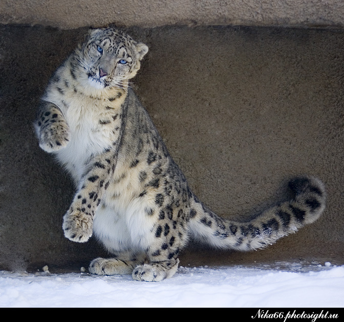 ШИВА. Обход территории. Ирбис снежный барс