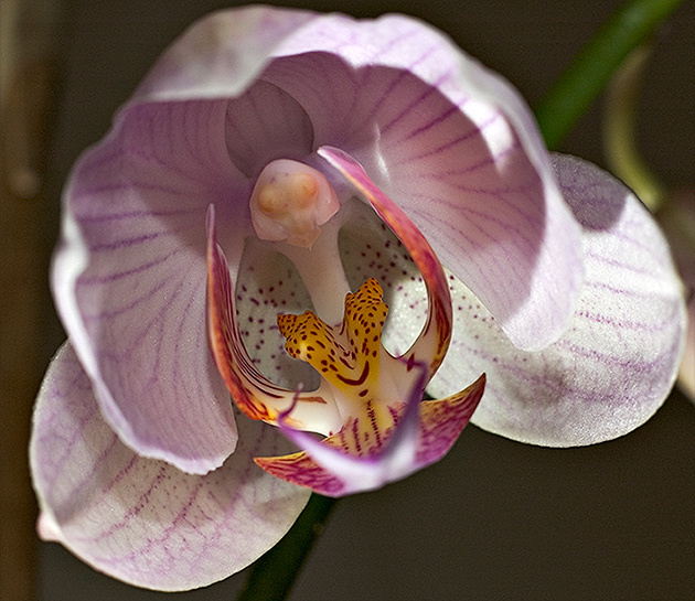 Orchid #2 орхидея цветок макро