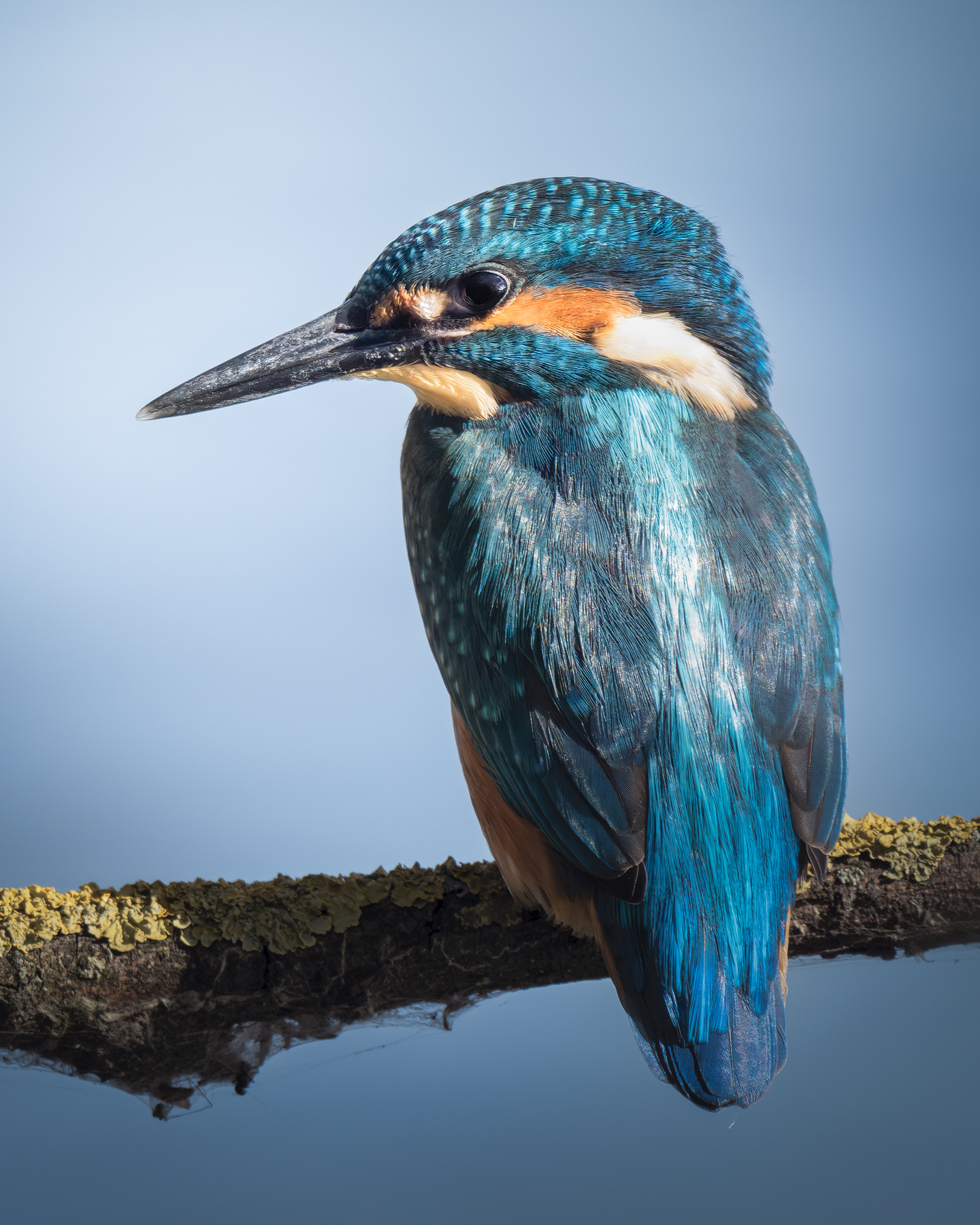 Обыкновенный зимородок (Alcedo atthis) 