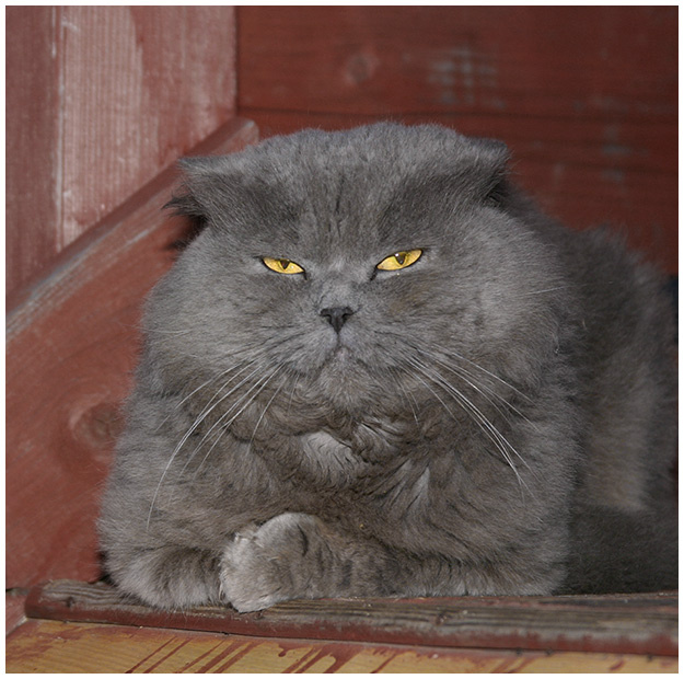 Функционер 