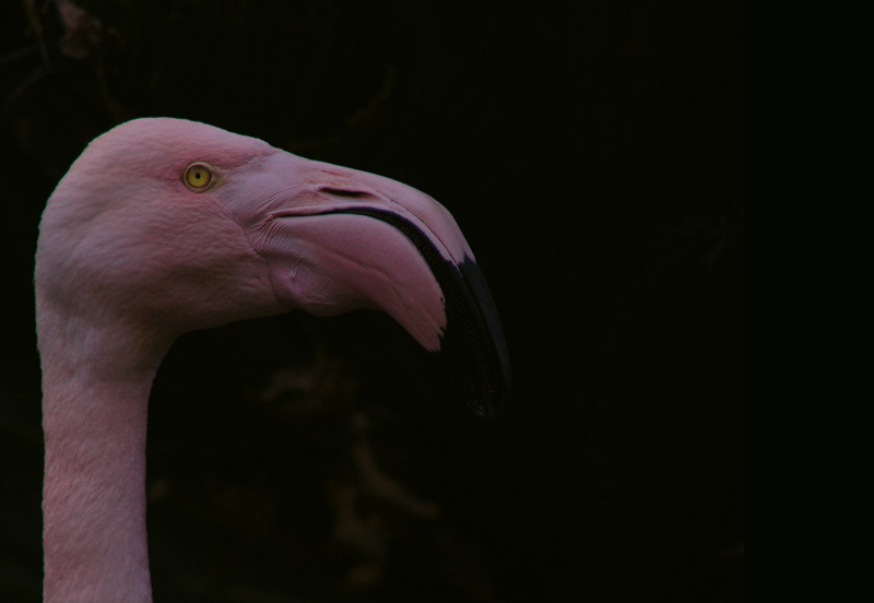 simplicity - pink 