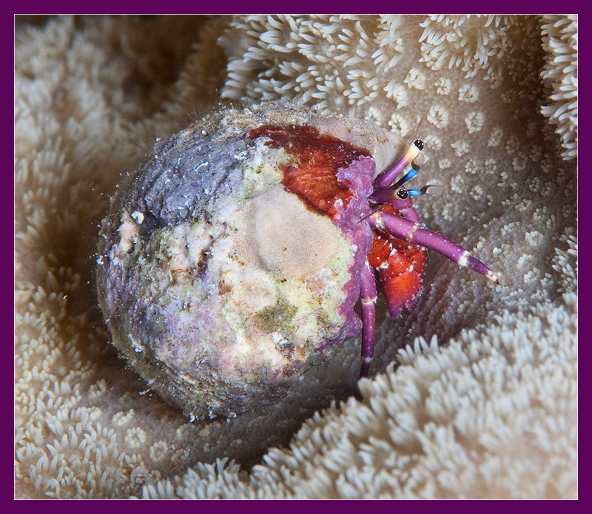 А мне все фиолетово! рак-отшельник - hermit crab