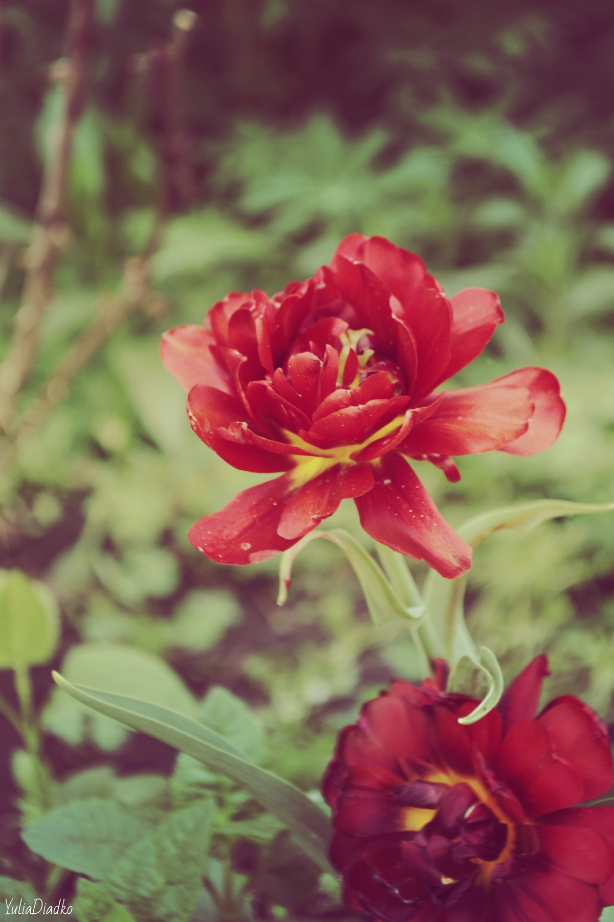 flower 