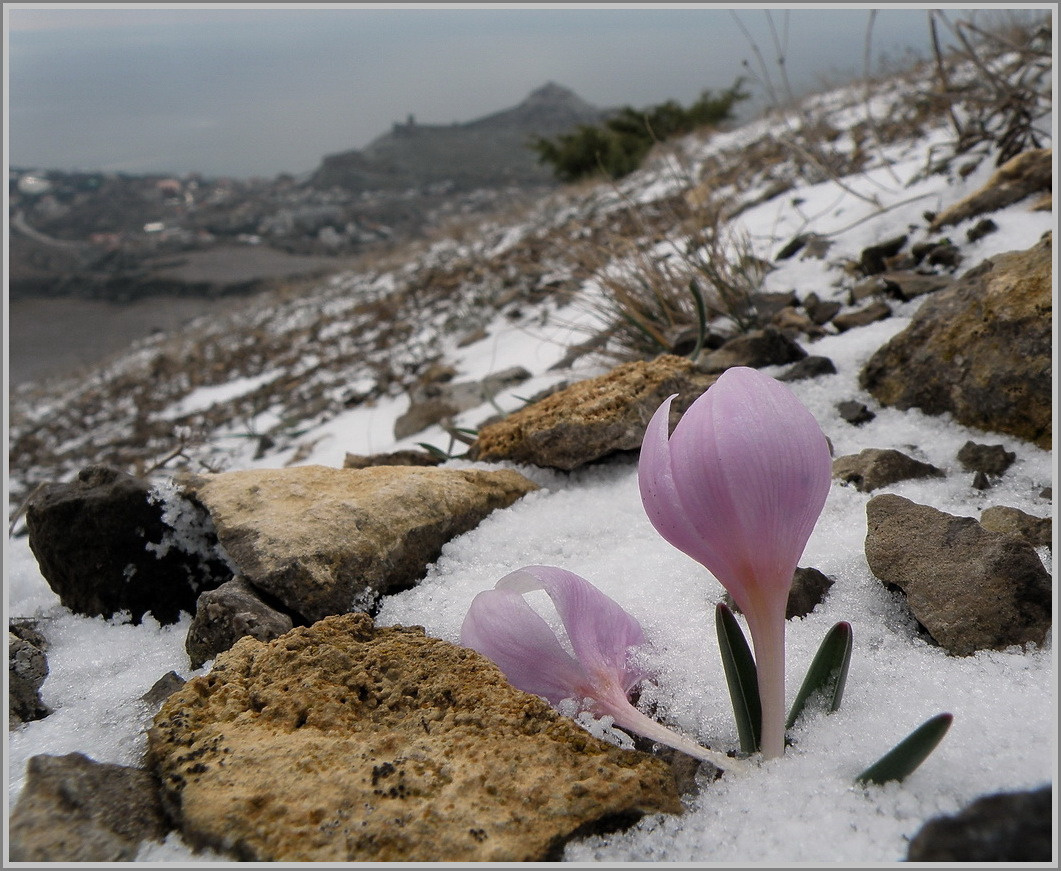 Крокус таврический Крокус таврический,Crocus tauricus