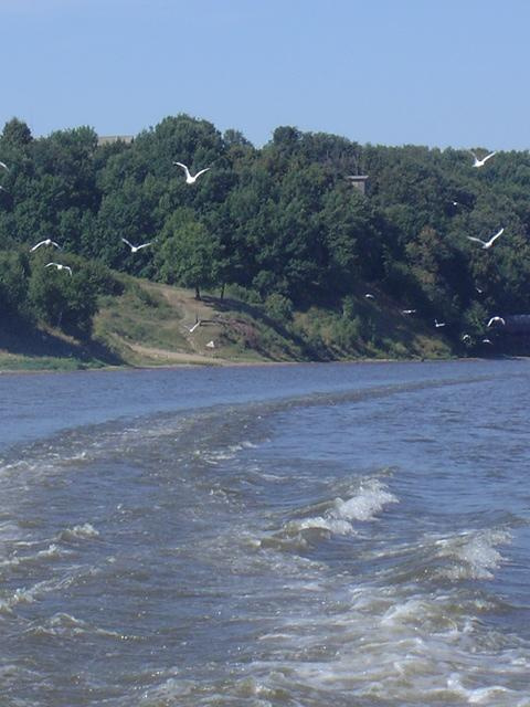 Поездка река чайки вода
