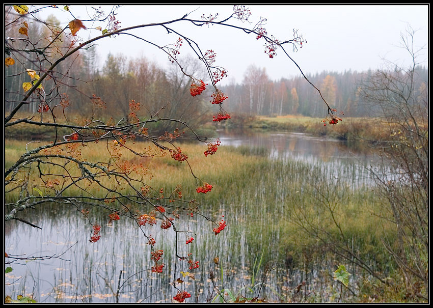 Печаль по лету рябинка,река,лес