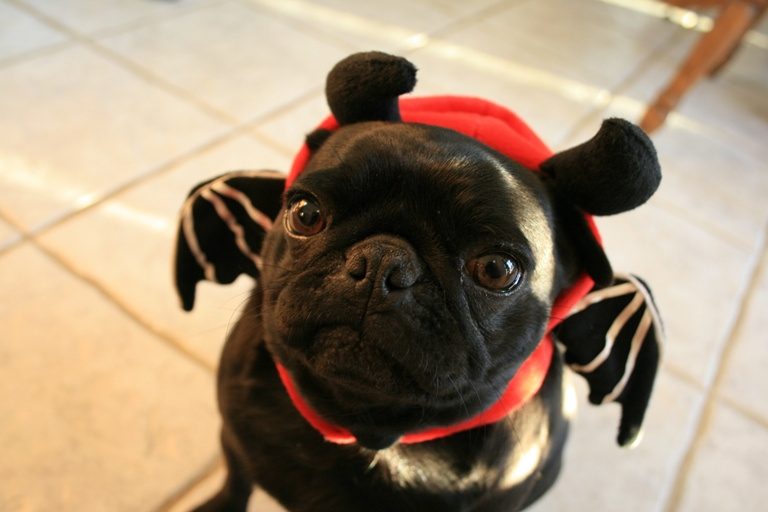 Halloween Theme Dogs, Halloween