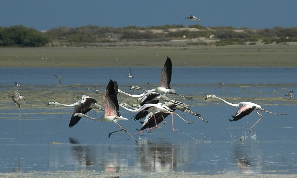 Отрыв Фламинго, Greater Flamingo, Phoenicopterus ruber
