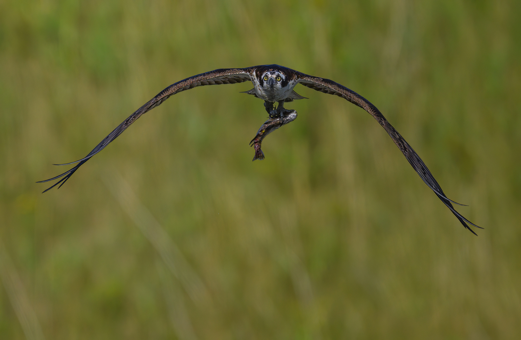 Osprey (m) 