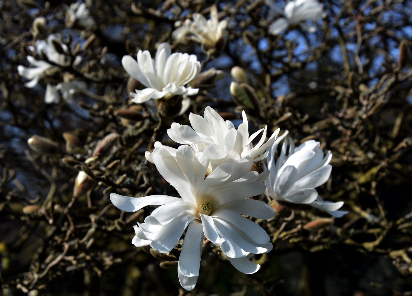 Magnolia kobus Магнолия кобус март 2014