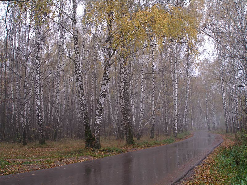 Межсезонье Осень дождь туман дорога березы