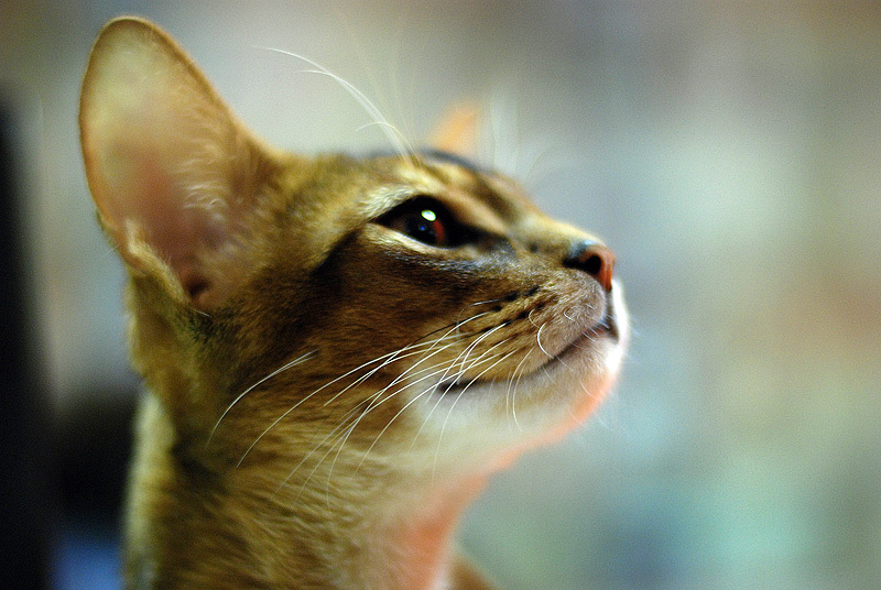 =^^= кот