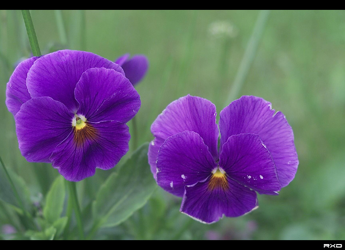 Бабочки которым несуждено летать. flower, macro