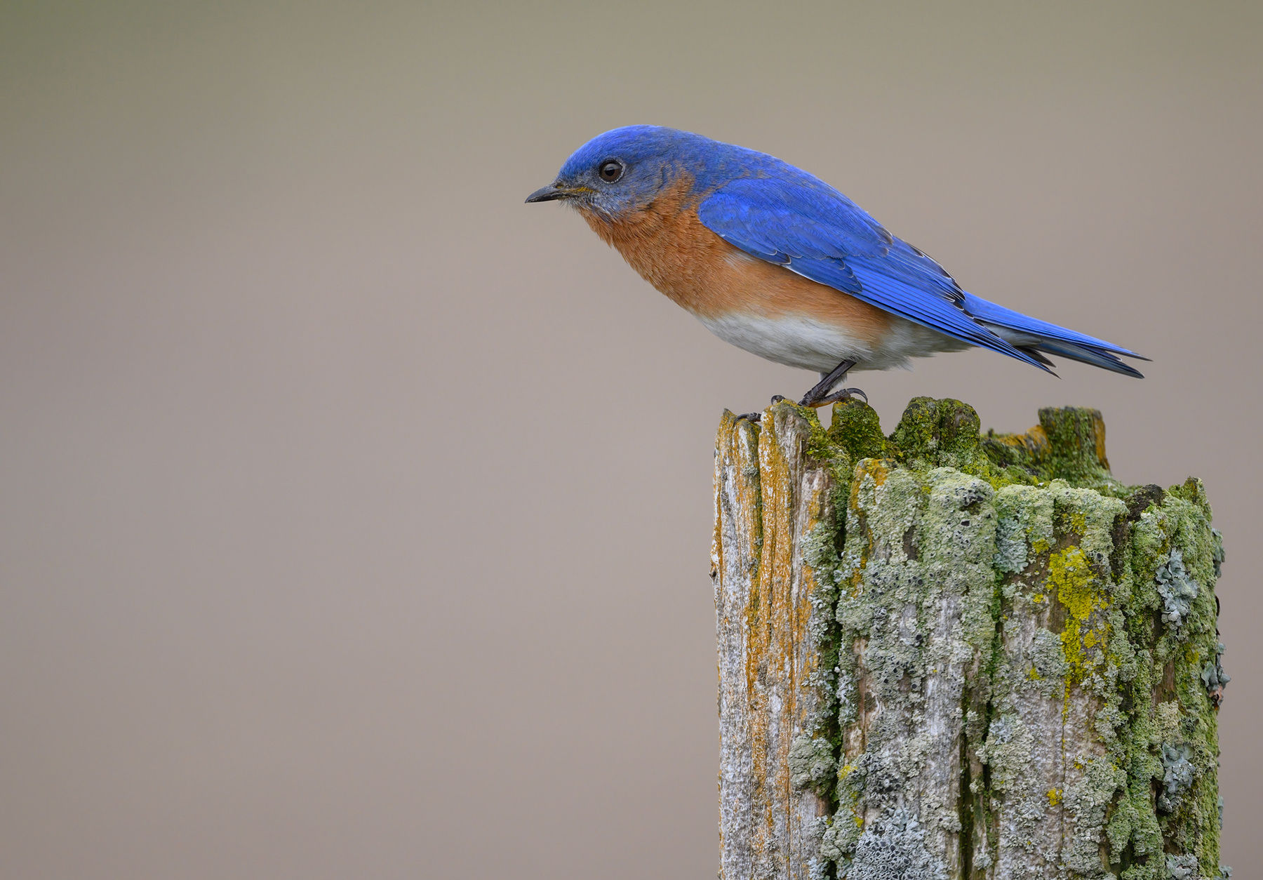 Eastern Bluebird (m) 