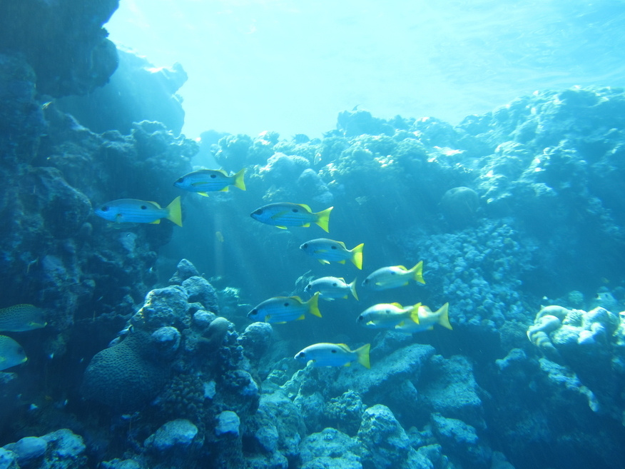 *** Sharm El Sheikh coral reef