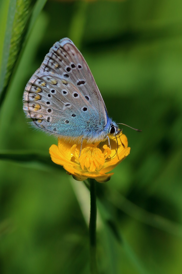 Голубя́нка (лат. Lycaenidae; устаревшее название — Cupidinidae) Бабочка
