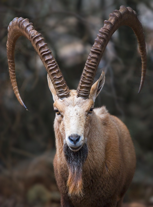 Крылья,ноги,хвост,главное... ibex