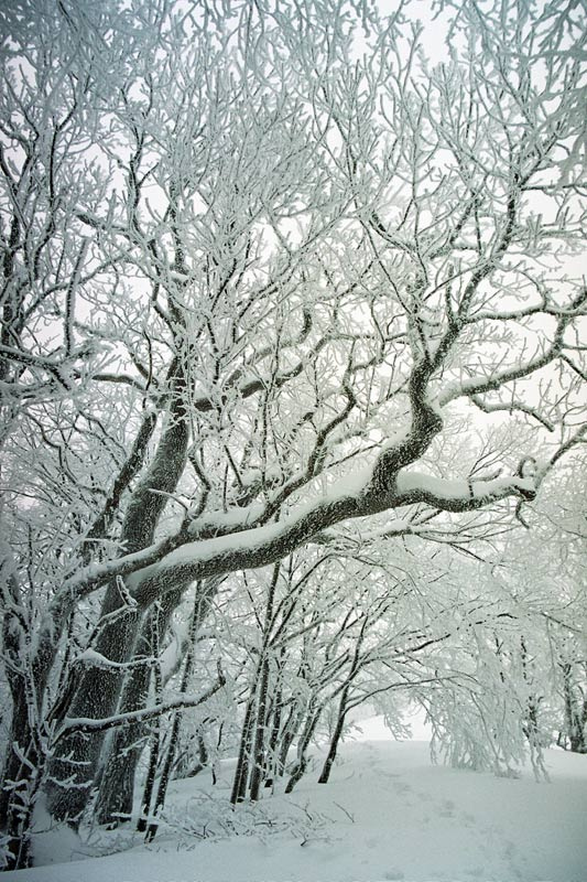 Зима. Была...2 Крым зима природа