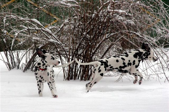 первый снег собаки