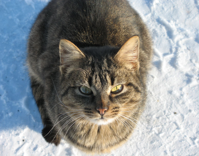 Просто кошка зима кошка мороз