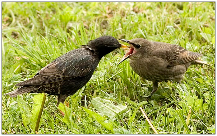 Два поколения скворец, птенец, птицы, starling