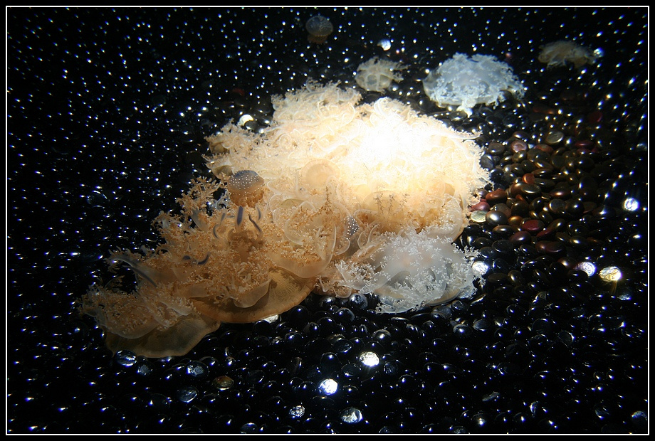 Медузы франция france морская шаранта charente maritime рошель rochelle медуза méduse аквариум aquarium