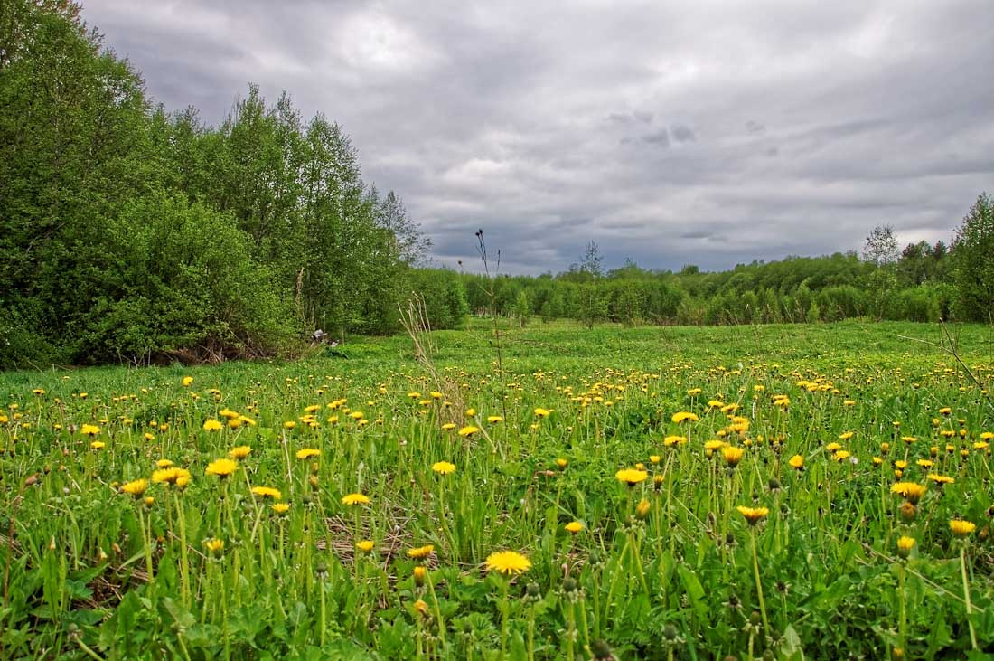 Одуванчики Пейзаж природа весна