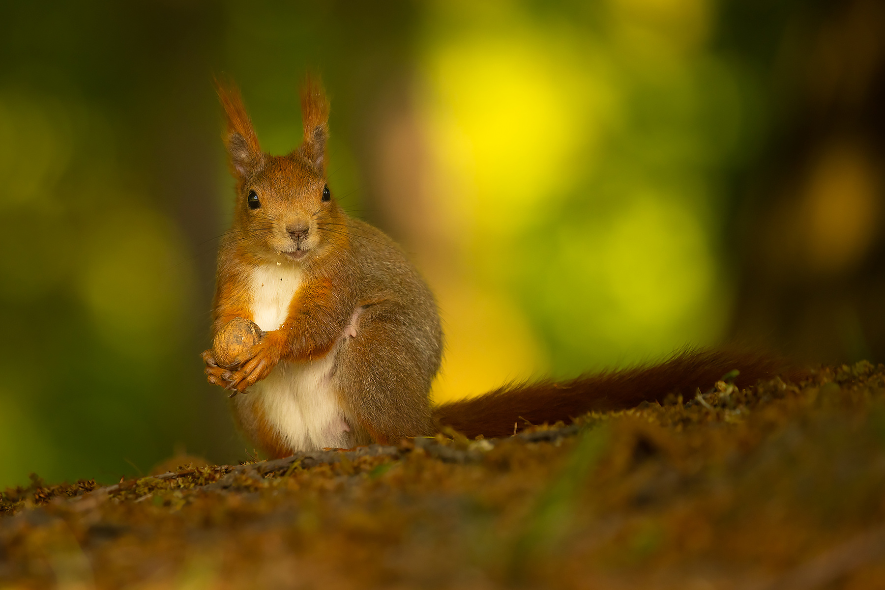 Squirrel QUIRELL