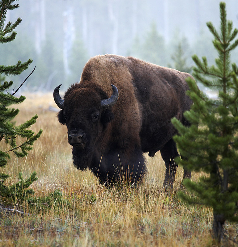 Buffalo buffalo, bison