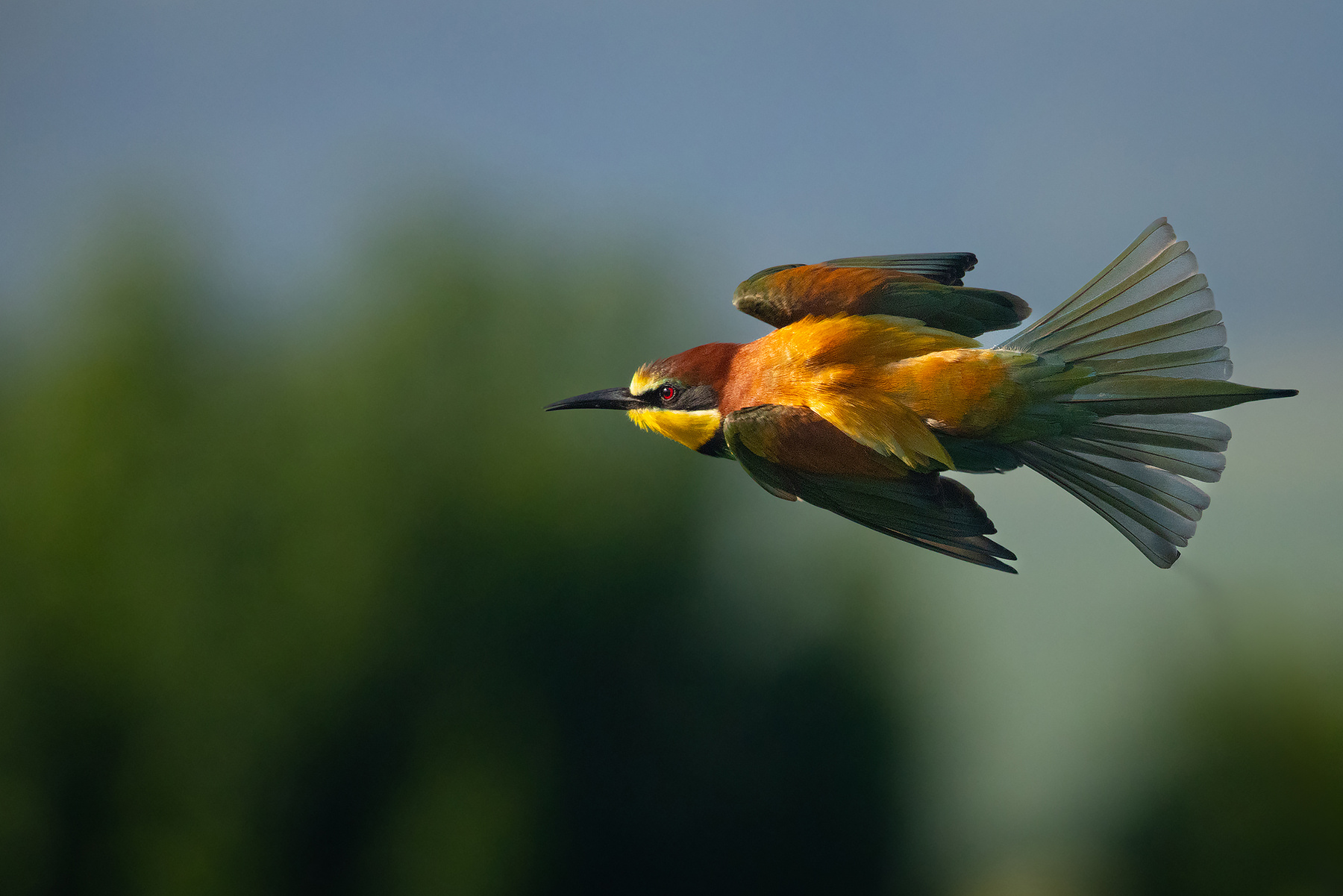 Bee-eater 