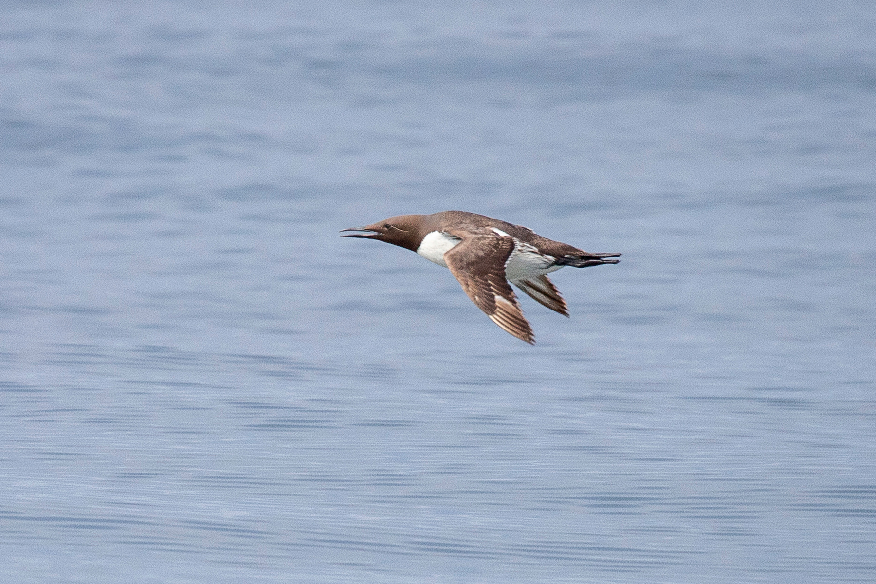 Тонкоклювая кайра Тонкоклювая кайра Common Murre Uria aalge