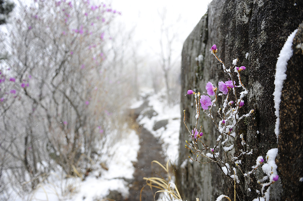 Azalea Azalea,Snow, Korea