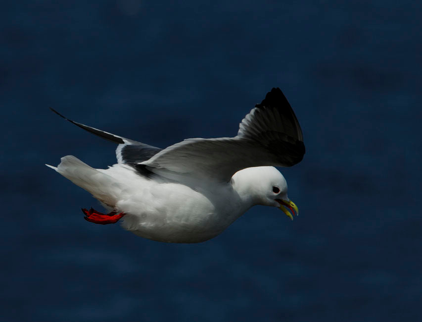Говорушка Говорушка, Rissa brevirostris, Red-legged Kittiwake, Остров Св. Георгия, о-ва Прибылова, St. George Island, the Pribilofs, Bering Sea, Alaska
