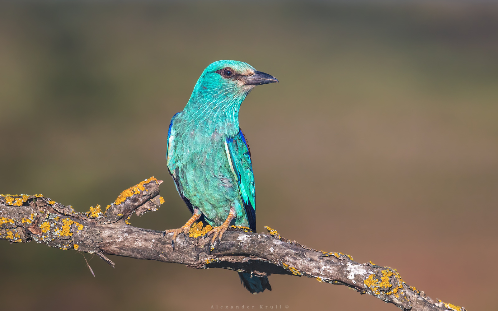 Моя бирюзовая модель сизоворонка обыкновенная ракша coracias garrulus