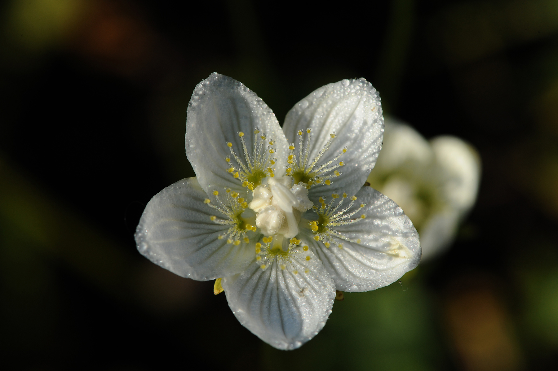Белозор болотный (Parnassia palustris L. - Parnassiaceae) Белозор болотный Parnassia palustris L Parnassiaceae