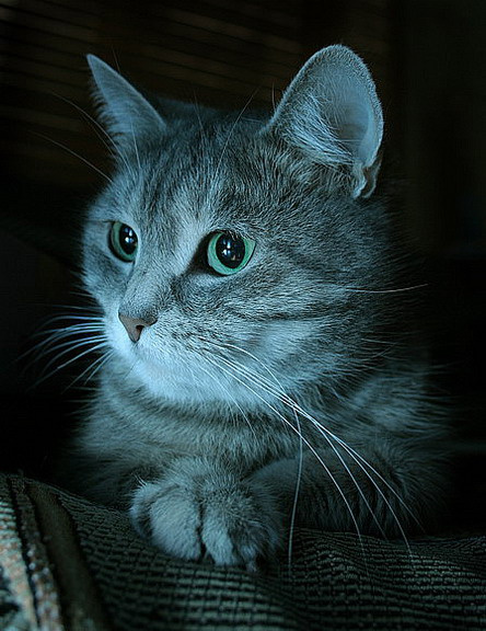 Про кошку 