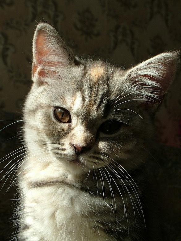 Британка Кошка, британская