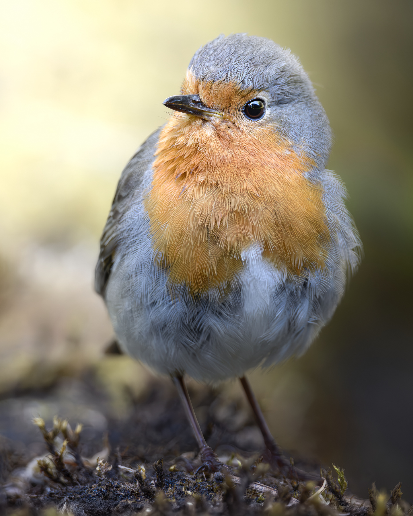 Зарянка (Erithacus rubecula) 