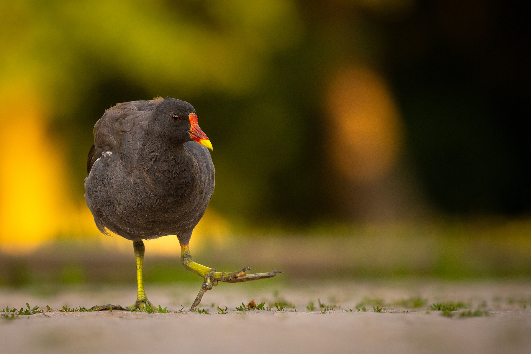 Green-legged 