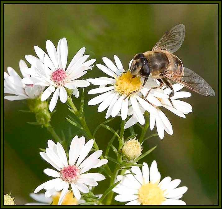 Bzzz 