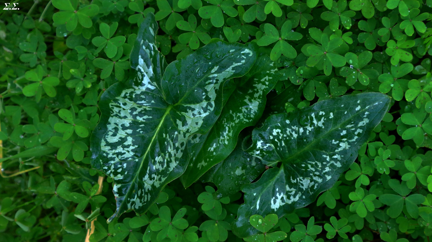 FLORA 