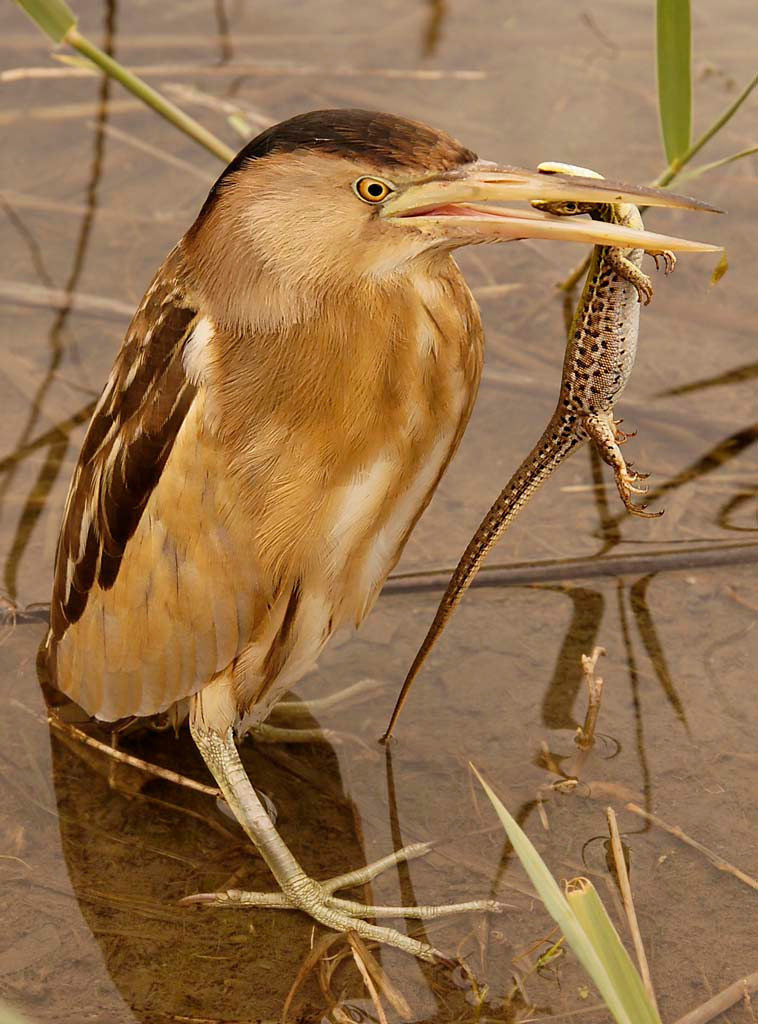 Выпь малая (Ixobrychus minutus) с добычей выпь малая Ixobrychus minutus