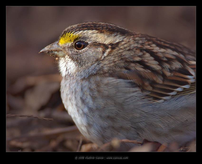Пухлик воробей white-throated sparrow