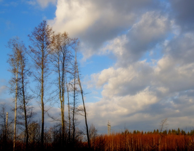 in the wood 1 