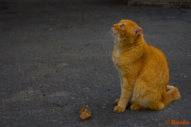 верный кот кот рыжик