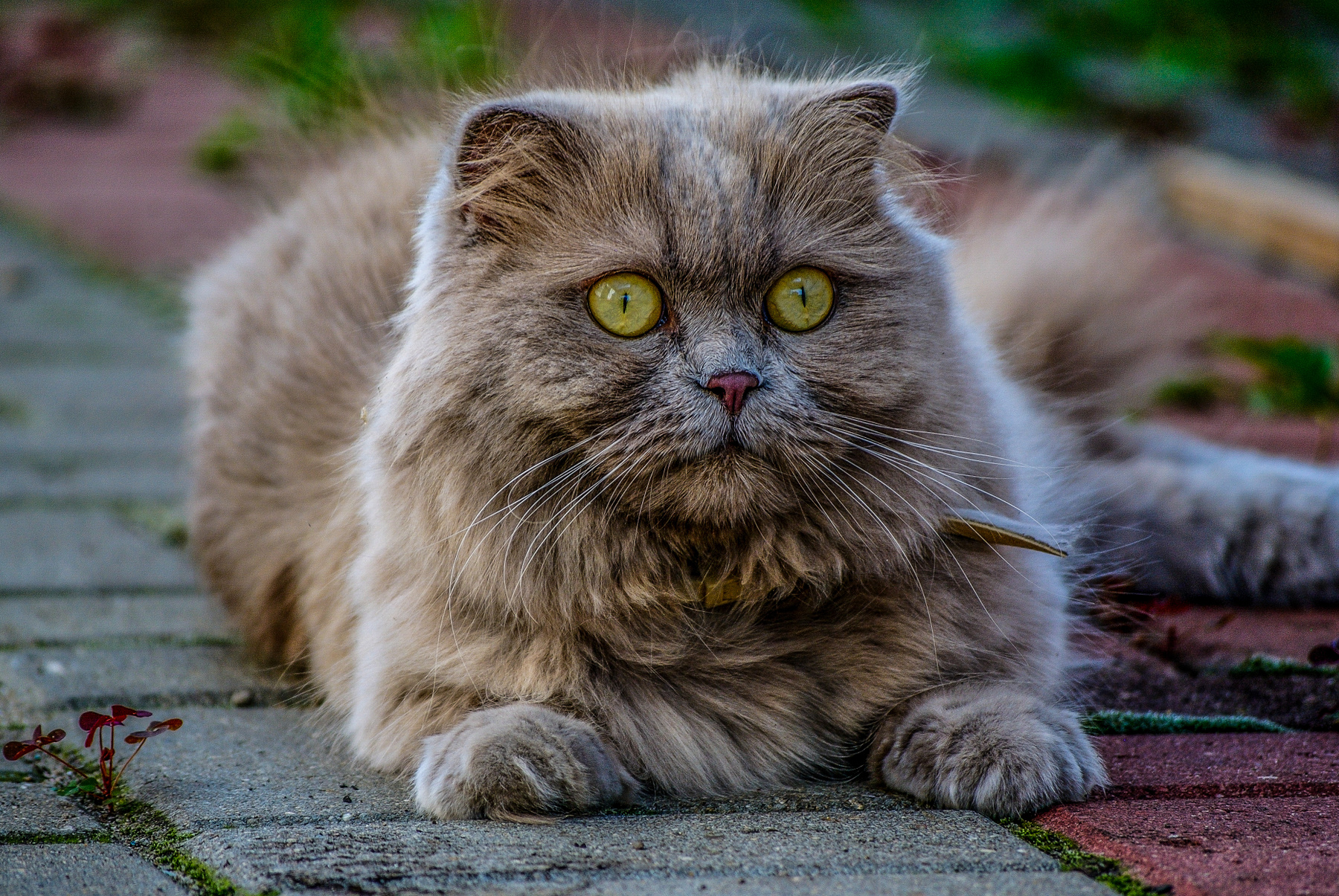 Зеленоглазая кошка животное лето
