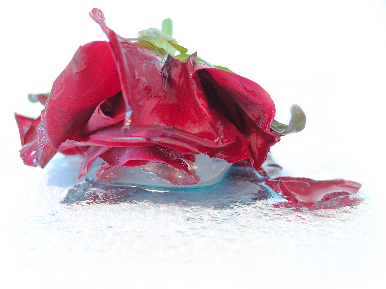 forever young #3 роза лед rose ice